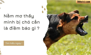 Nằm Mơ Thấy Chó Cắn Là Điềm Báo Gì