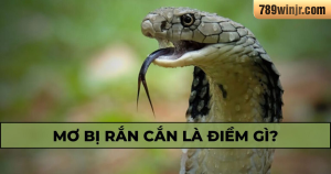 Nằm Mơ Thấy Rắn Là Điềm Gì?